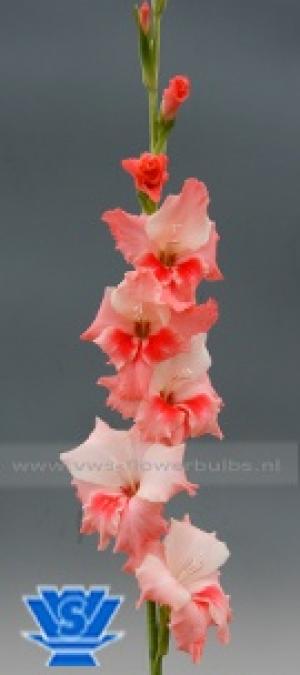 vand gladiole