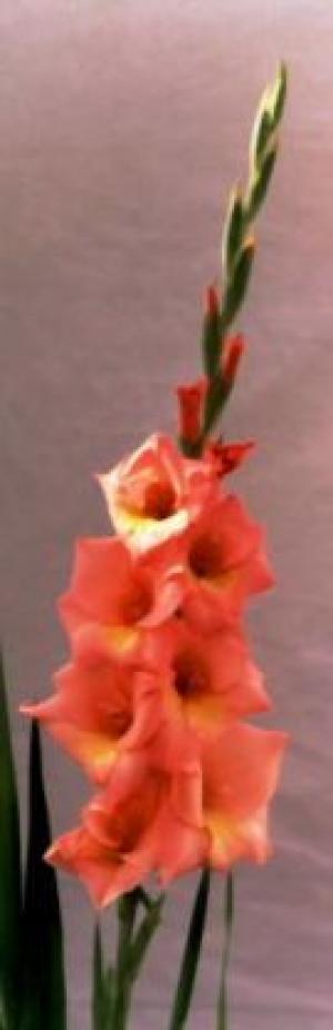 vand gladiole