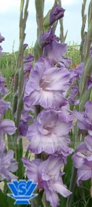 vand gladiole