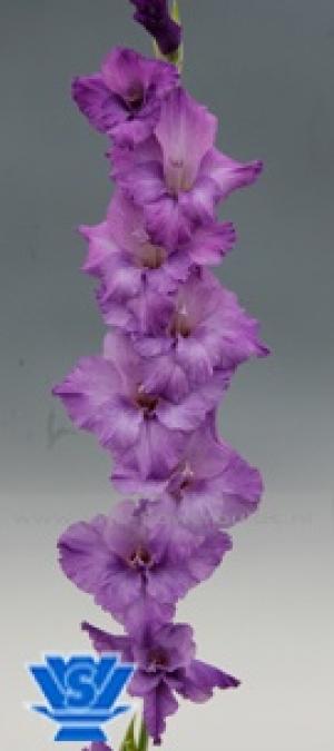 vand gladiole