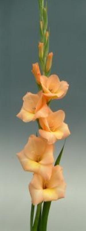 vand gladiole