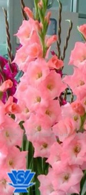 vand gladiole