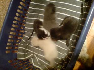 Pisicuti birmanezi spre adoptie,       2 luni