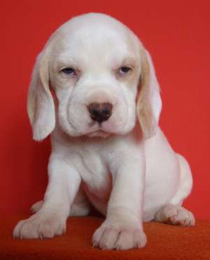 pui beagle