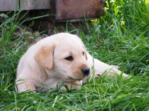 Vand catelusi labrador retriever