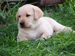 Vand catelusi labrador retriever