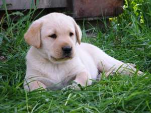 Vand catelusi labrador retriever