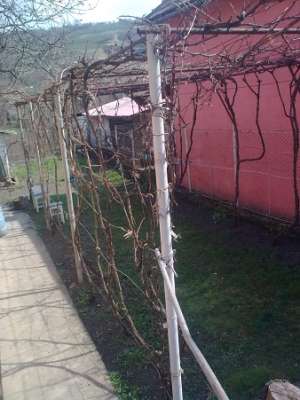 vand urgent casa cu gradina!