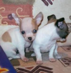 VAND PUI DE CHIHUAHUA