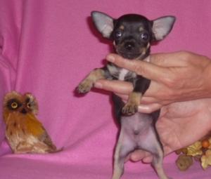 VAND PUI DE CHIHUAHUA