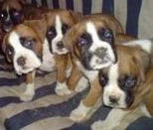 Vand catei rasa boxer german