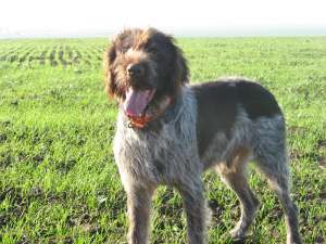 Ofer madcul brac german cu par sarmos pentru imperechere