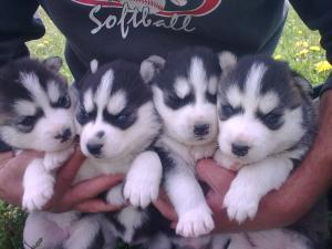 vand pui hushy siberian