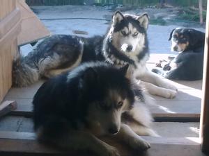 vand pui hushy siberian