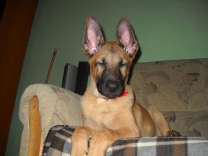 Vand puii Malinois