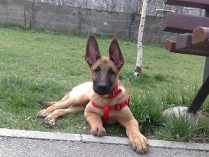 Vand puii Malinois