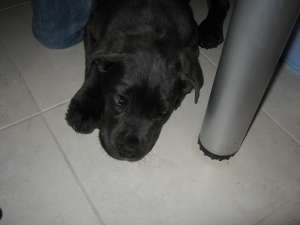 vand pui cane corso