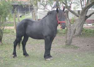 ARMASAR NEGRU CORB