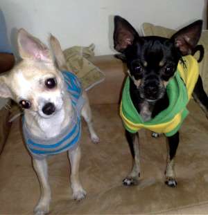 mascul chihuahua imperechere