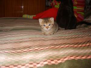 dau spre adoptie