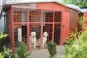 PENSIUNE CANINA RAYBEST
