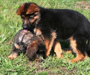 PENSIUNE CANINA RAYBEST