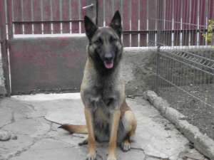 ciobanesc belgian malinois