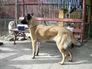 ciobanesc belgian malinois