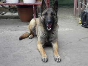 ciobanesc belgian malinois