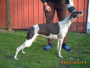 OGAR GREYHOUND DE VANZARE