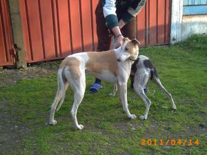 OGAR GREYHOUND DE VANZARE