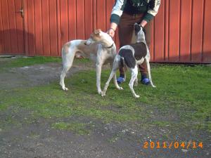 OGAR GREYHOUND DE VANZARE