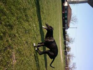 vand ogar greyhound