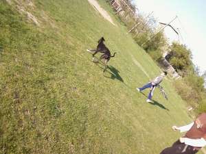 vand ogar greyhound