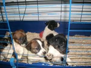 vand pui jack russel terrier