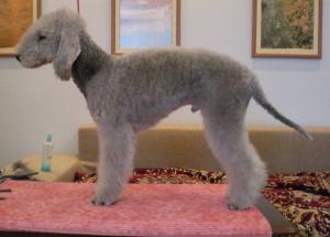 Vind catei Bedlington Terrier
