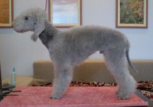 Vind catei Bedlington Terrier