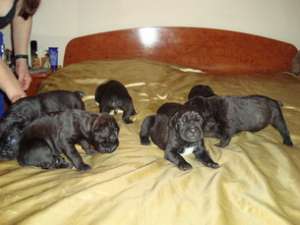 Cane Corso vanzare