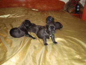 Cane Corso vanzare