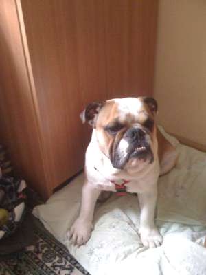 vand bulldog englez