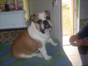 vand bulldog englez