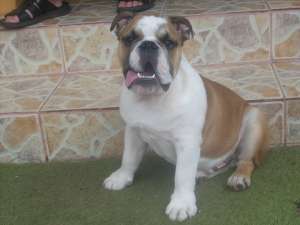 vand bulldog englez