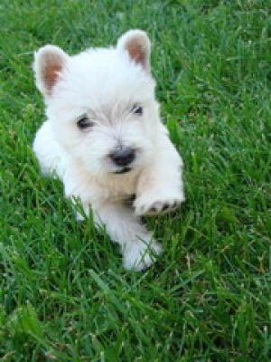 westie
