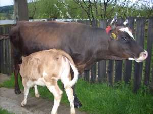 vaca de lapte