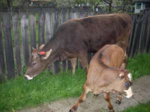 vaca de lapte