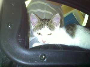 Ofer Pisicuta spre adoptie!!!!!!11