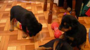 Vand Pui de Rottweiler de exceptie- Nici nu stiti ce pierdeti