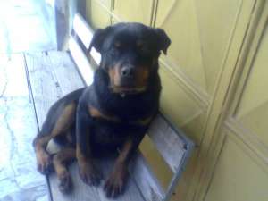 vand rottweiler pedigree