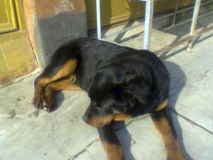 vand rottweiler pedigree