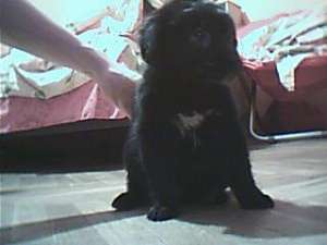 ofer spre adoptie pui metis-pechinez 2 luni